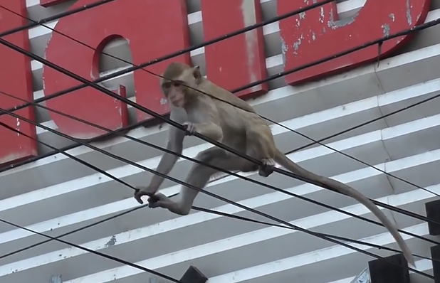 [猴子发电报原视频]猴子发电报原视频无消音