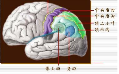 [电报性语言是小脑]电报式言语属于哪种失语症