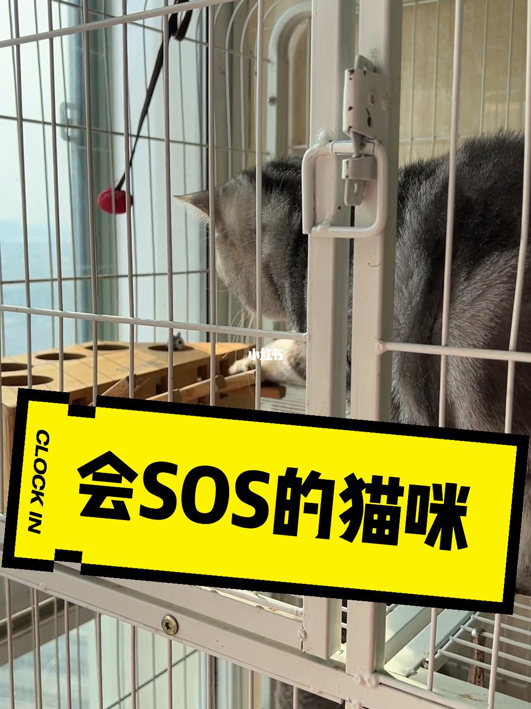 小猫发电报是什么意思_猫咪像发电报一样叫什么意思