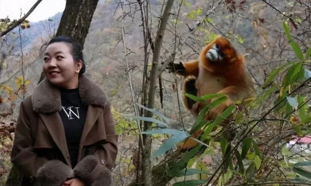 猴哥的电报声_电报猴配音原视频