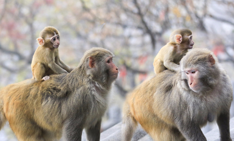 花果山电报猴原视频_花果山电报猴原视频知乎