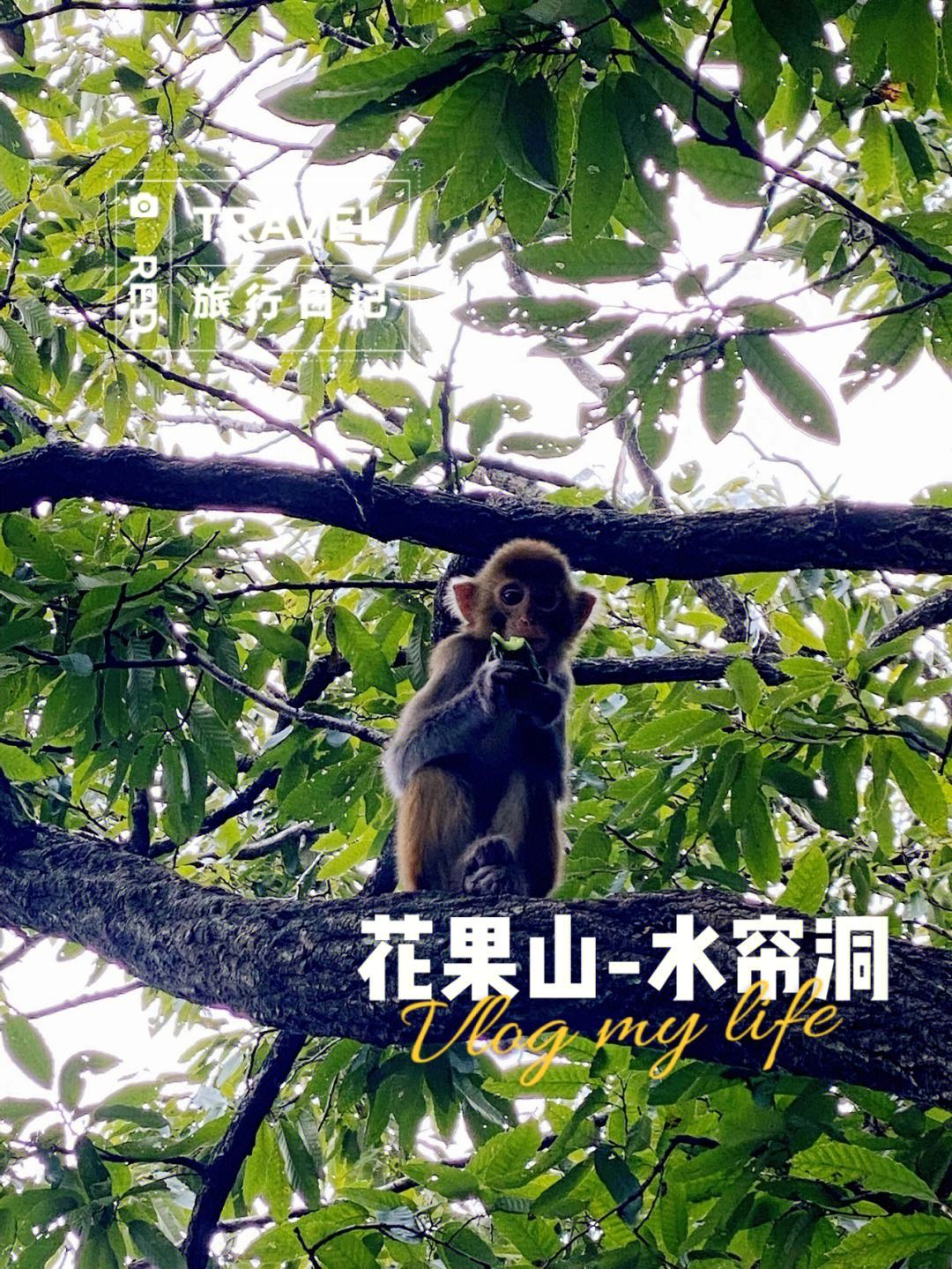 花果山电报猴无消音_花果山电报猴无消音原视频