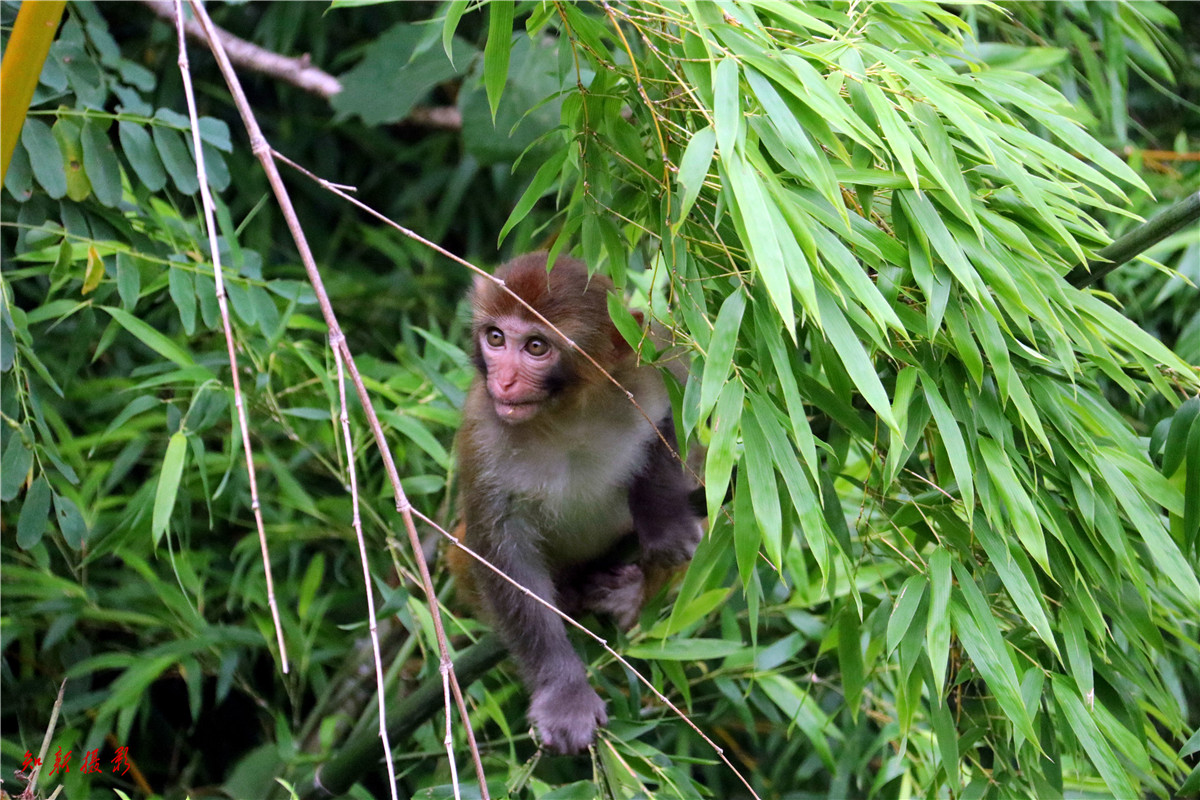 花果山电报猴视频_花果山电报侯原视频