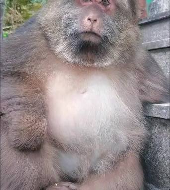 电报猴视频素材_电报猴原视频没有电音