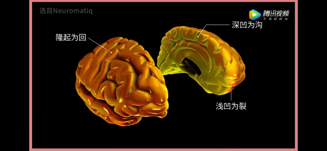 电报性语言是小脑的简单介绍