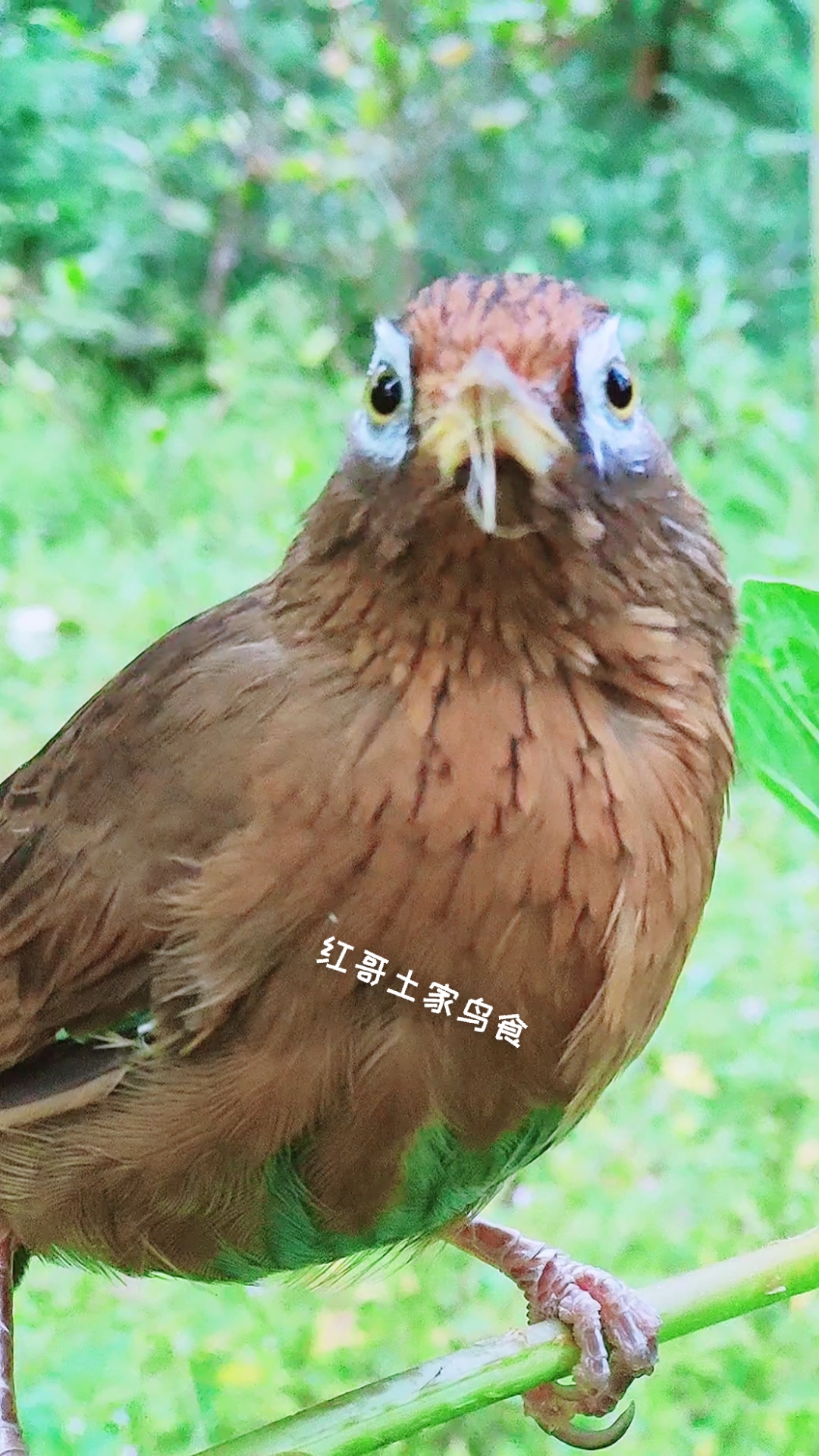 母画眉鸟发电报的声音_母画眉鸟发电报声音对公鸟的好处