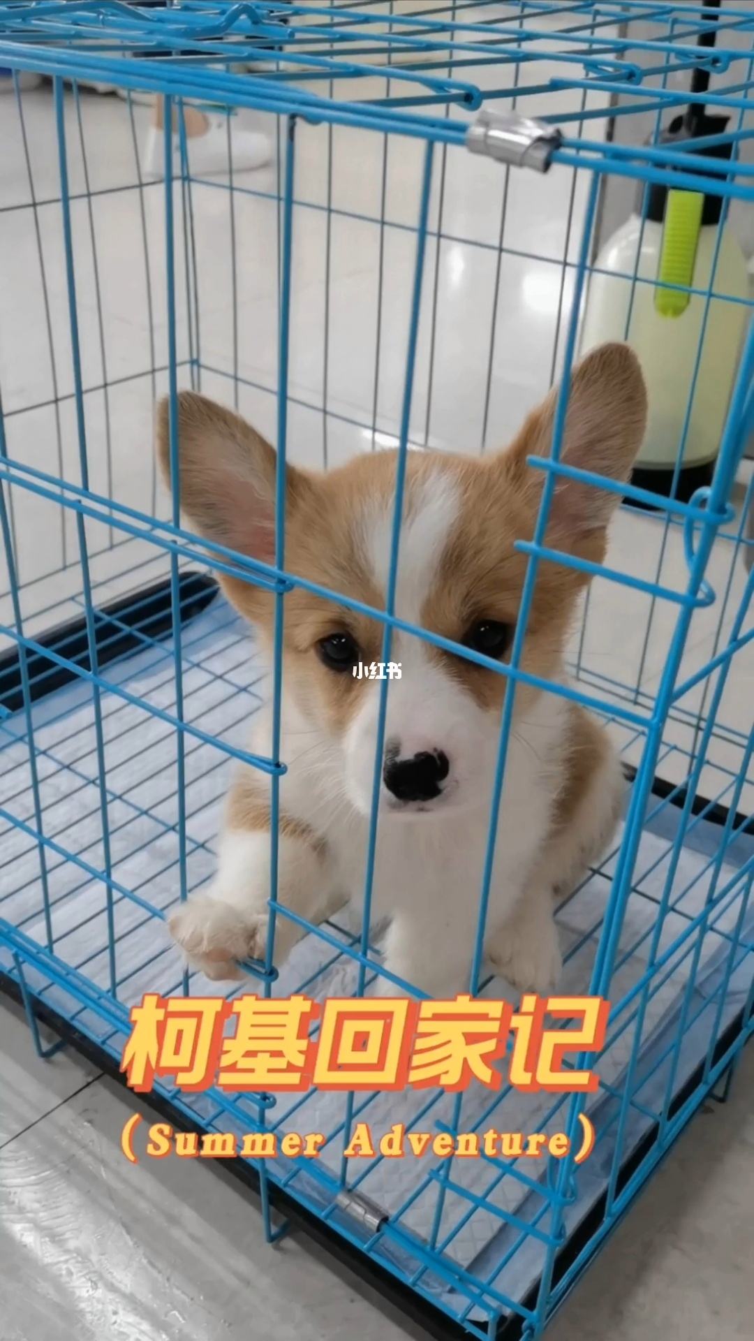 购买狗狗的正规平台_购买狗狗的正规平台双色球开奖结果