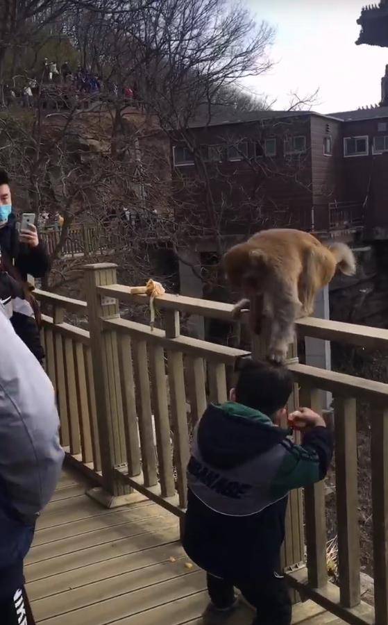 花果山电报猴_花果山电报猴什么意思