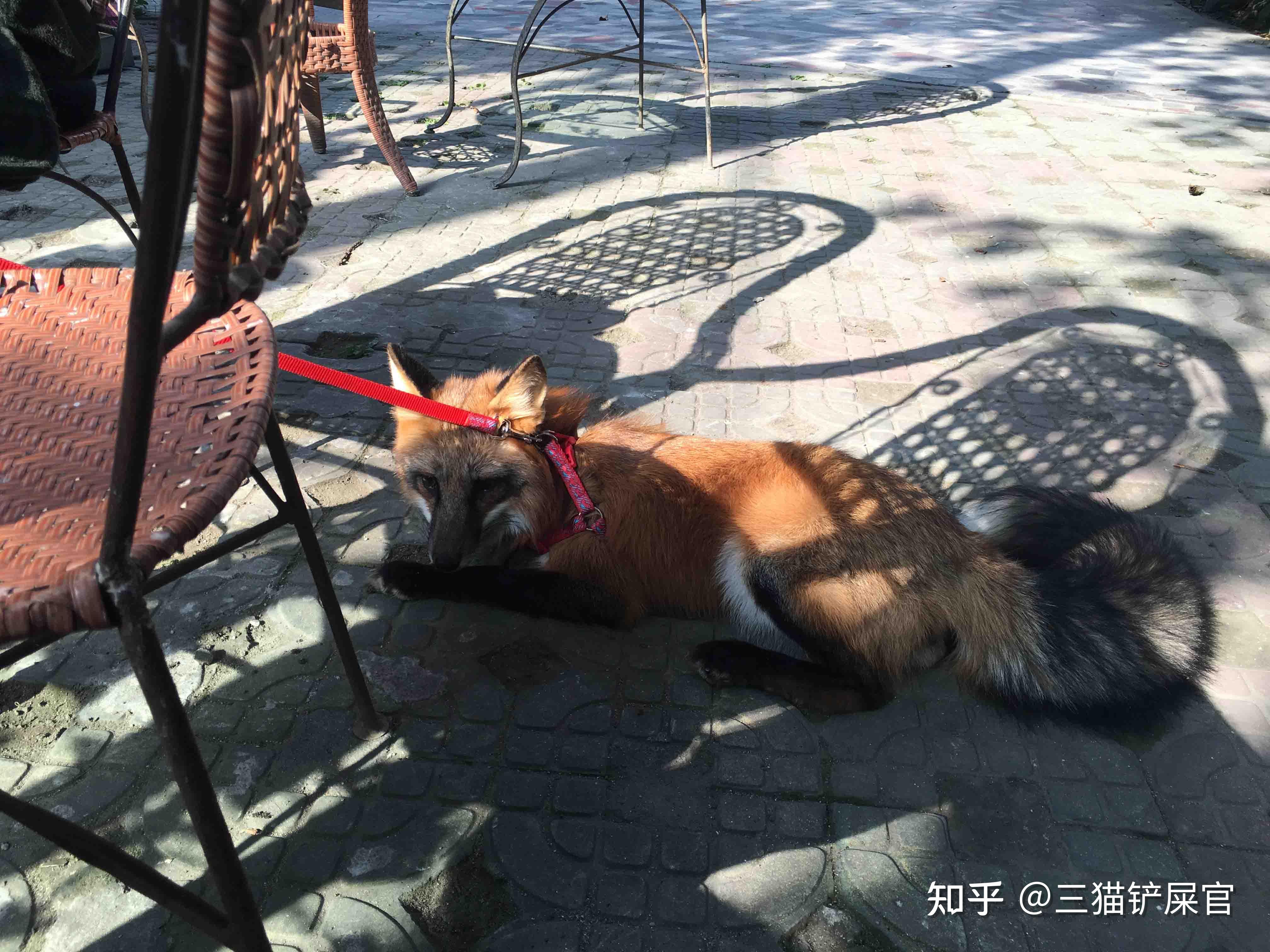 小狐狸钱包好用吗知乎_小狐狸钱包 matic