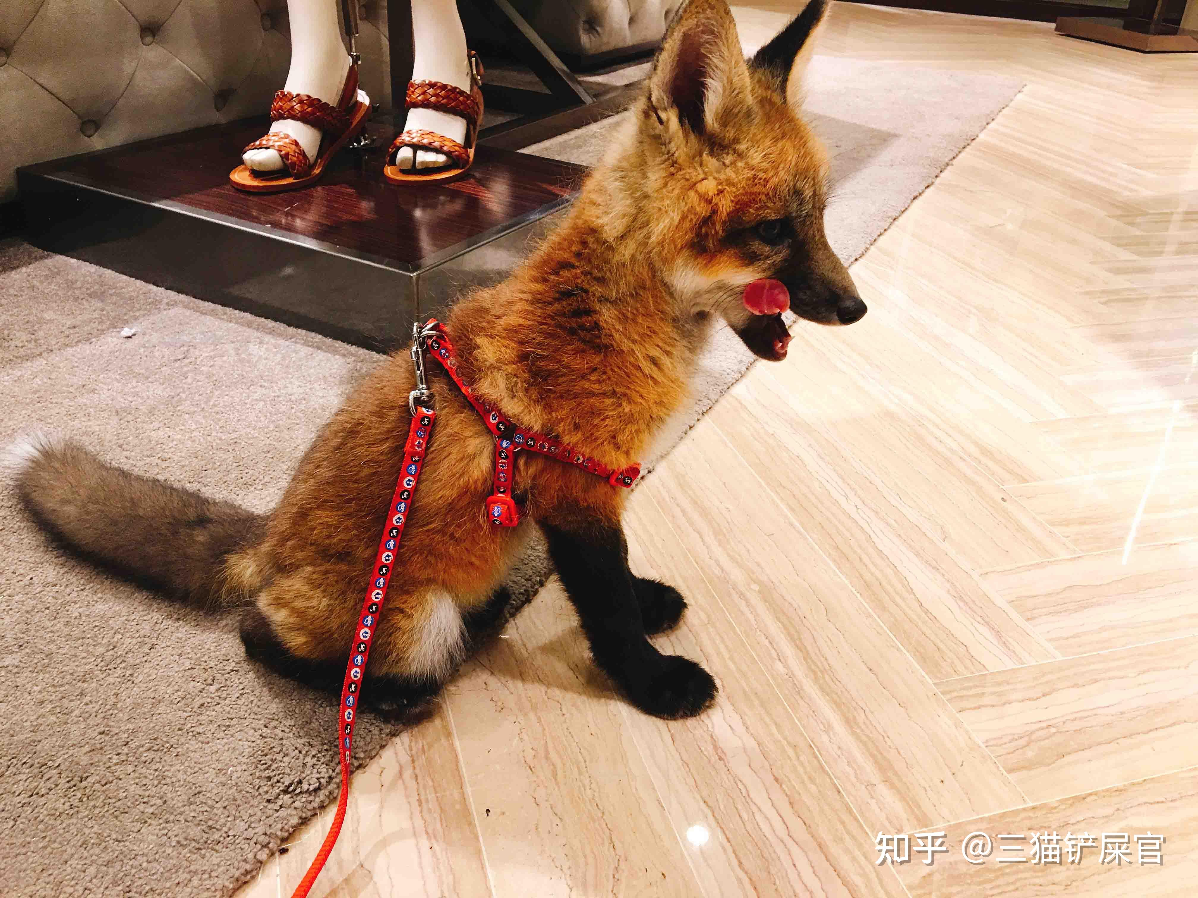小狐狸钱包是真的吗知乎的简单介绍