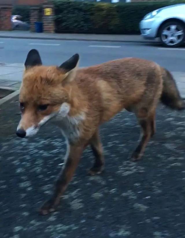 小狐狸钱包转账_小狐狸钱包转账卡住了