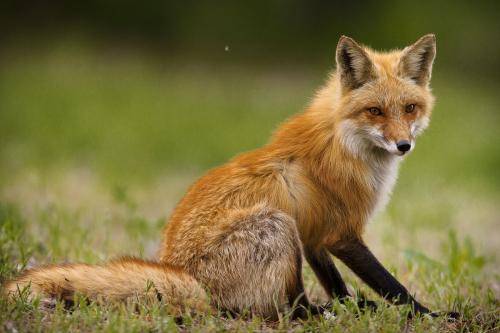 狐狸有什么功能_狐狸的功能是什么