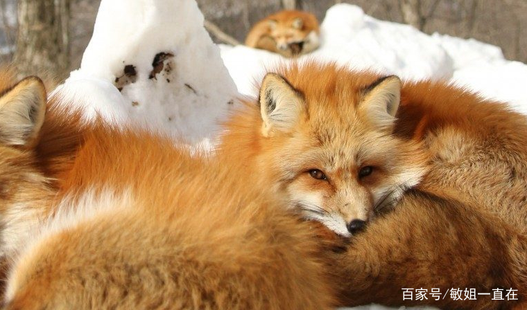 狐狸有什么功能_狐狸有什么功能和特点