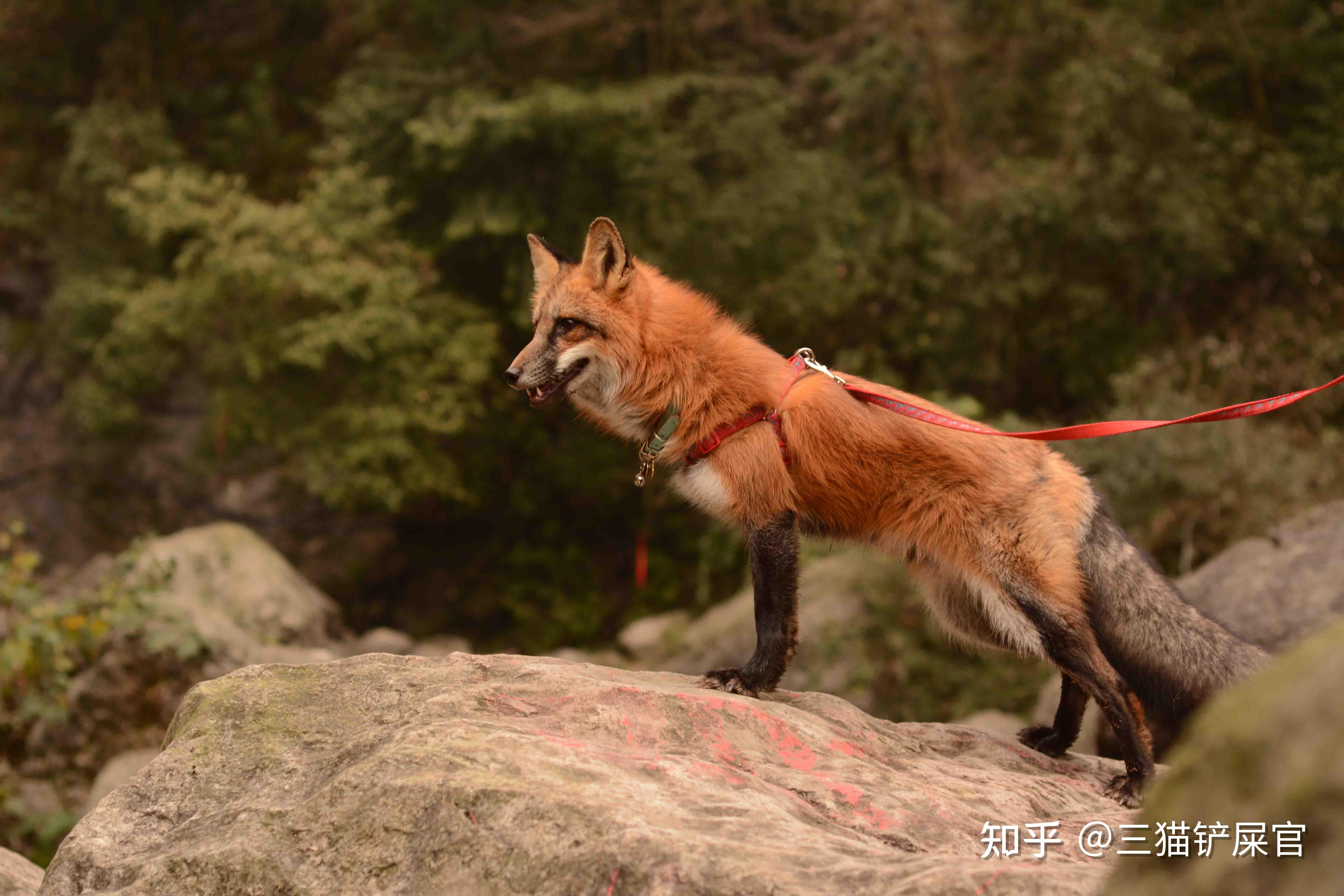 红狐小狐狸_我想看红狐狸