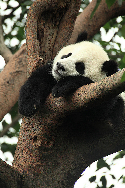 panda_panda电视