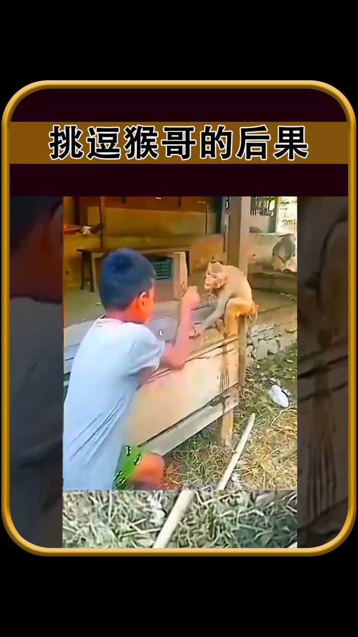 电报猴歌_电报猴歌词
