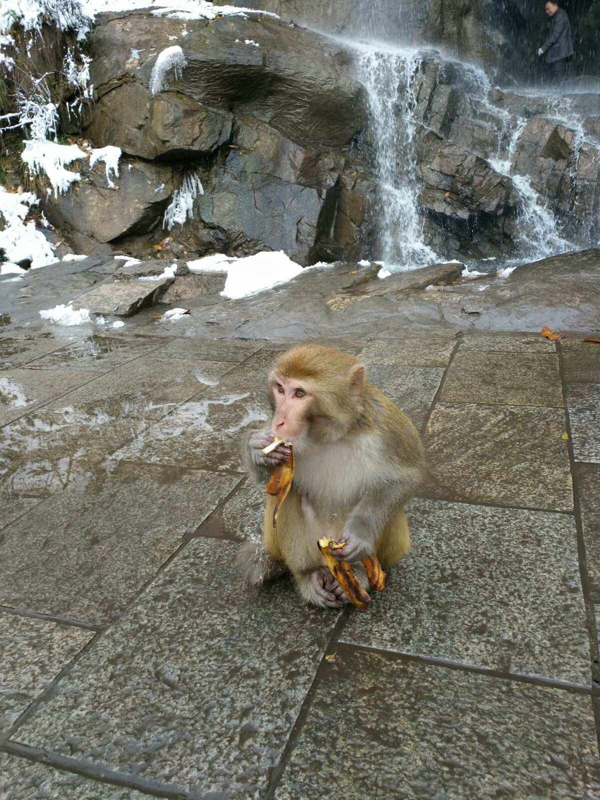花果山电报猴原声视频_西游记猴子从五行山跳出来