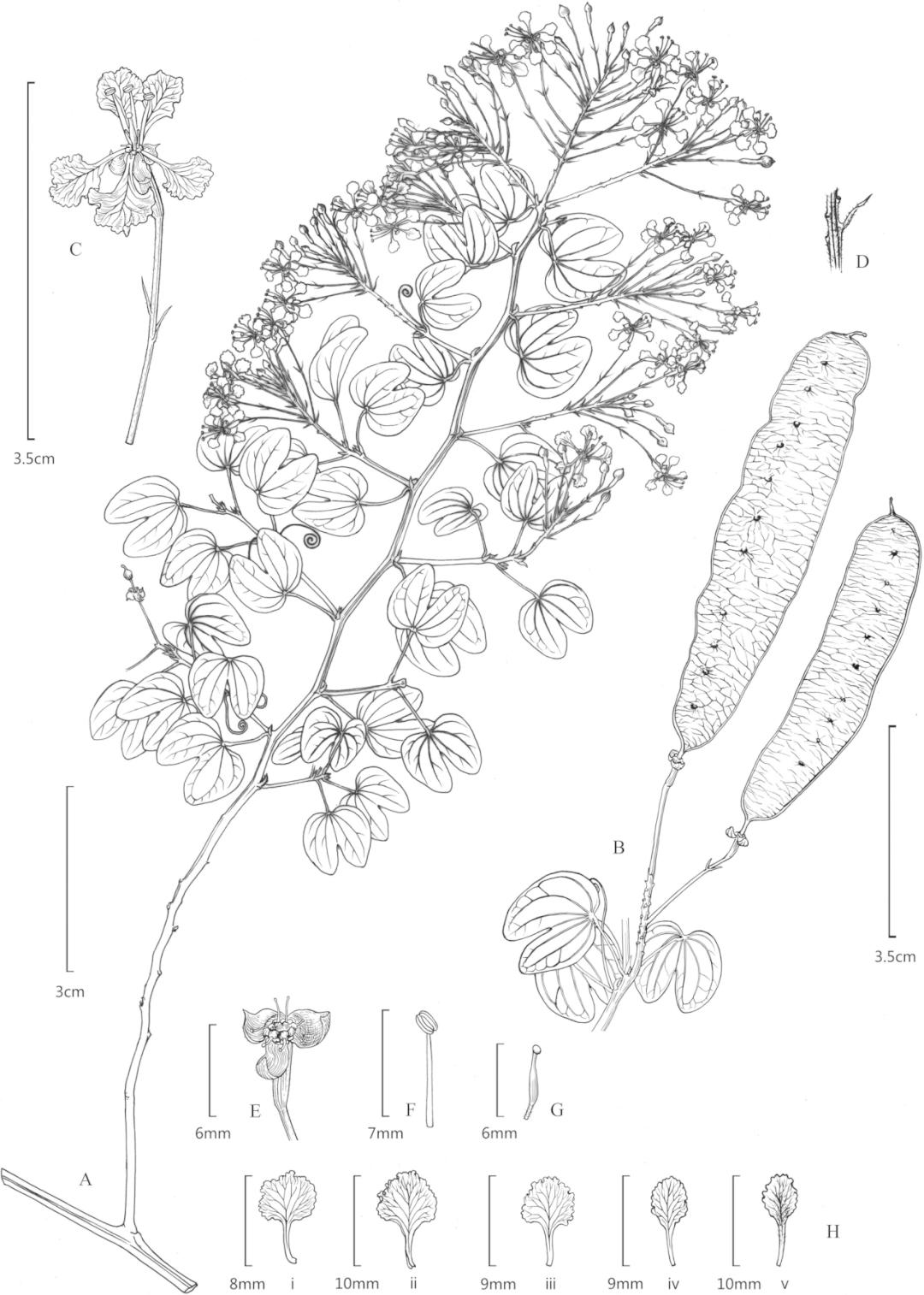 plastome_plastometric