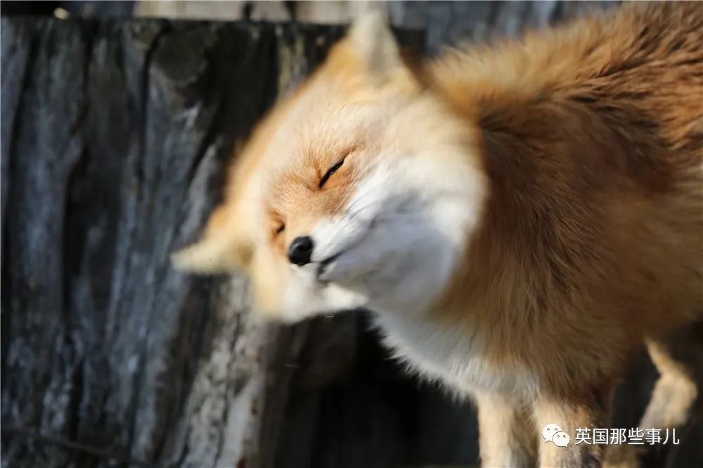 小狐狸视频最新版本_小狐狸视频最新版本在线观看