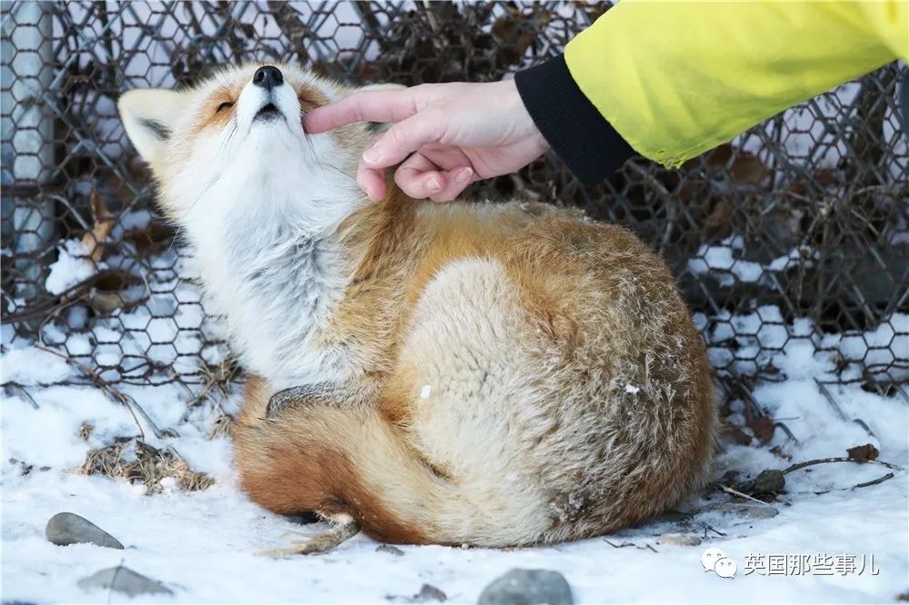 小狐狸视频最新版本_小狐狸视频最新版本在线观看