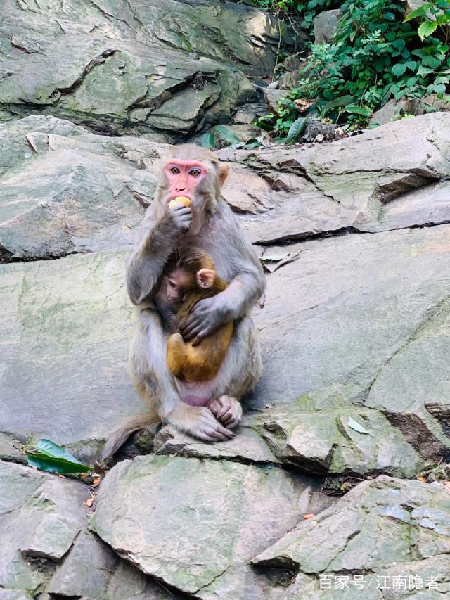 花果山电报猴视频_花果山电报猴原声视频
