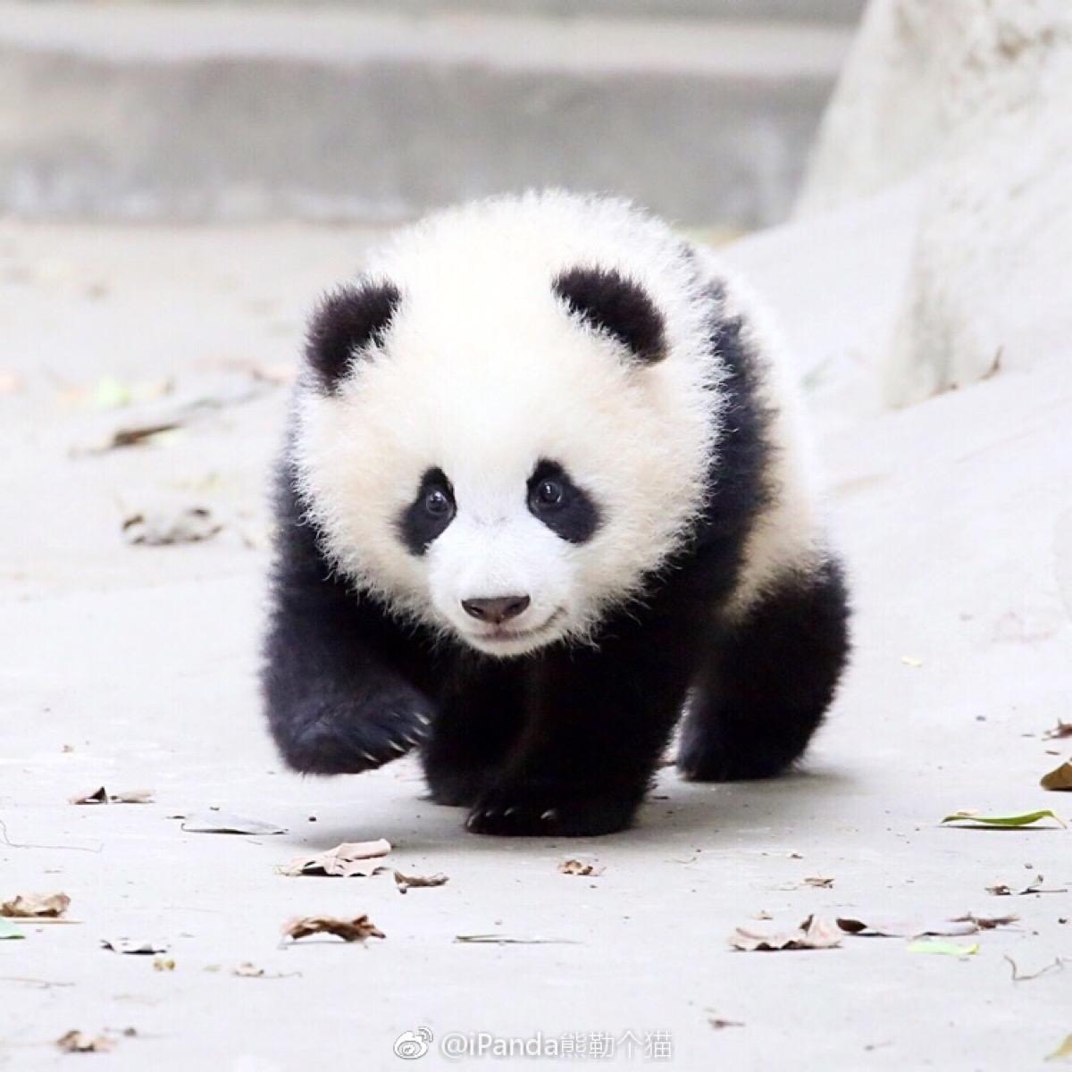 panda_panda电视售后服务电话